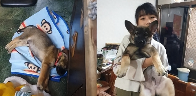 狗子原来也是Tony老师？玩偶秃头造型笑喷网友！
