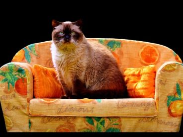 英国短毛猫萌宠图片