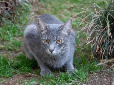 灰色野猫图片