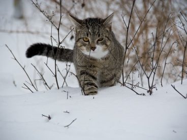 雪地猫咪图片