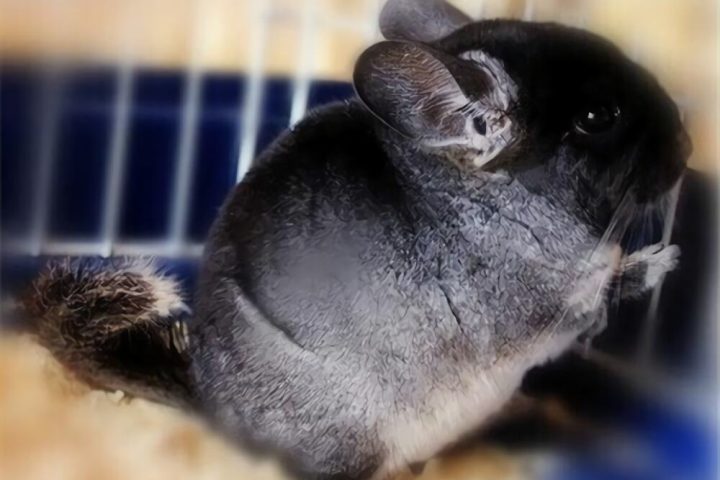 丝绒黑龙猫身份信息