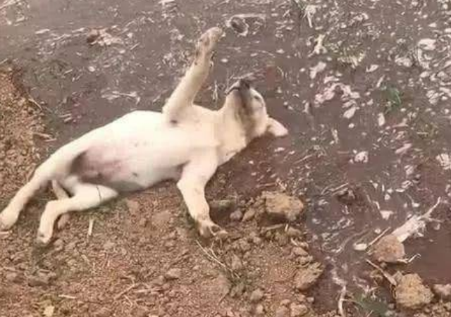带狗子回农村老家,第一天就跑丢了,再见到时吓坏了