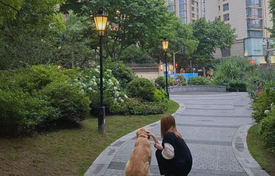 主人对金毛特好,它想出去玩随时随地都可以,狗:应当的