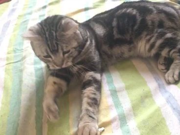 (美国短尾猫)我要姐姐抱抱 我要公主抱抱 飞起来的抱抱 转圈圈的抱抱
