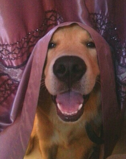 超聪明！萌犬家务健身走台步样样精通