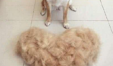 只是习惯性的给家里的柴犬梳毛，没想到给自己梳出了件狗毛大衣