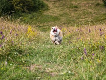 户外野草丛威尔士柯基犬狂奔图片