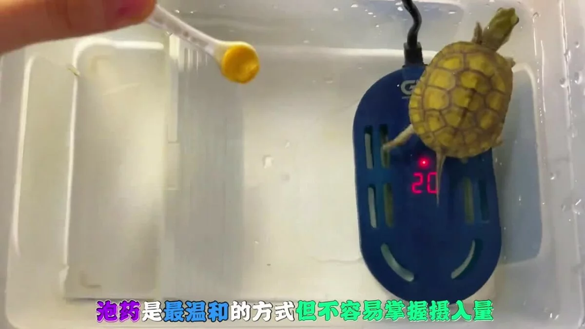 乌龟生病如何喂药?保姆级教程来了!