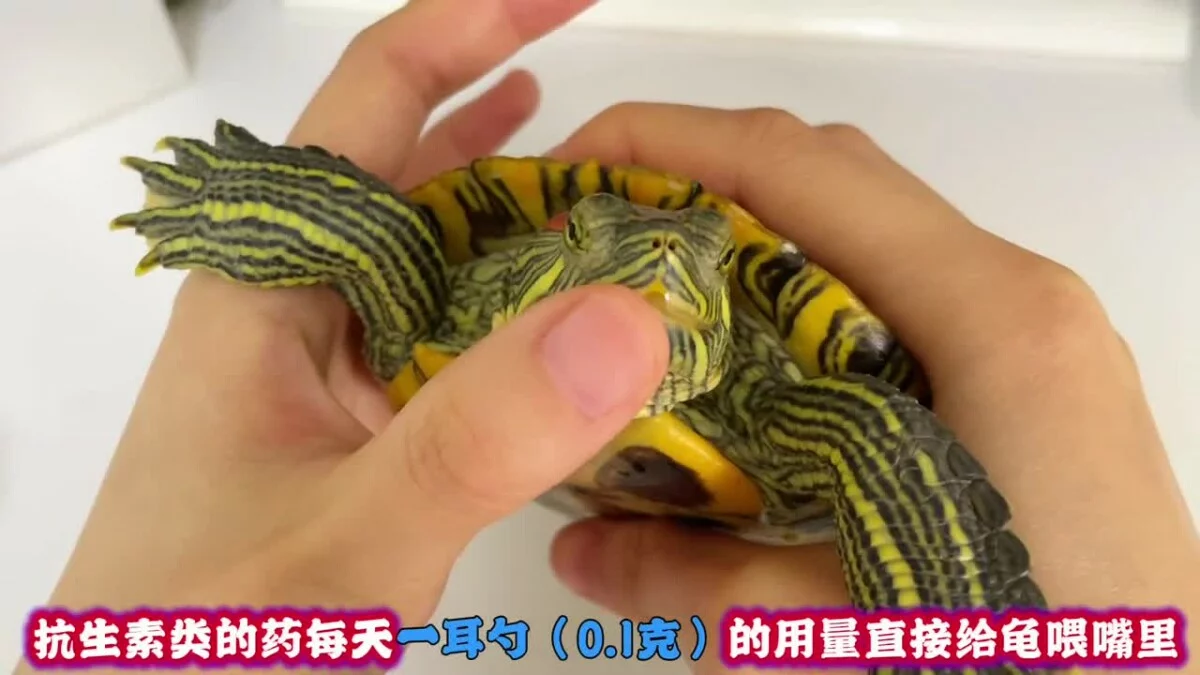 乌龟生病如何喂药?保姆级教程来了!