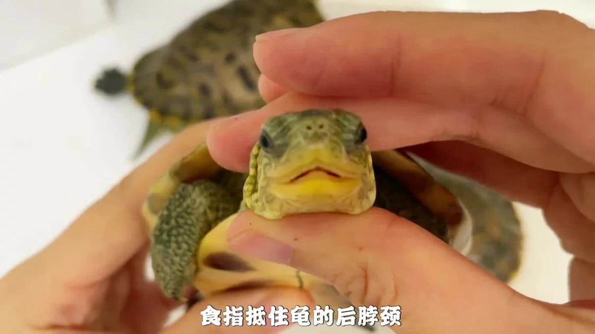 乌龟生病如何喂药?保姆级教程来了!