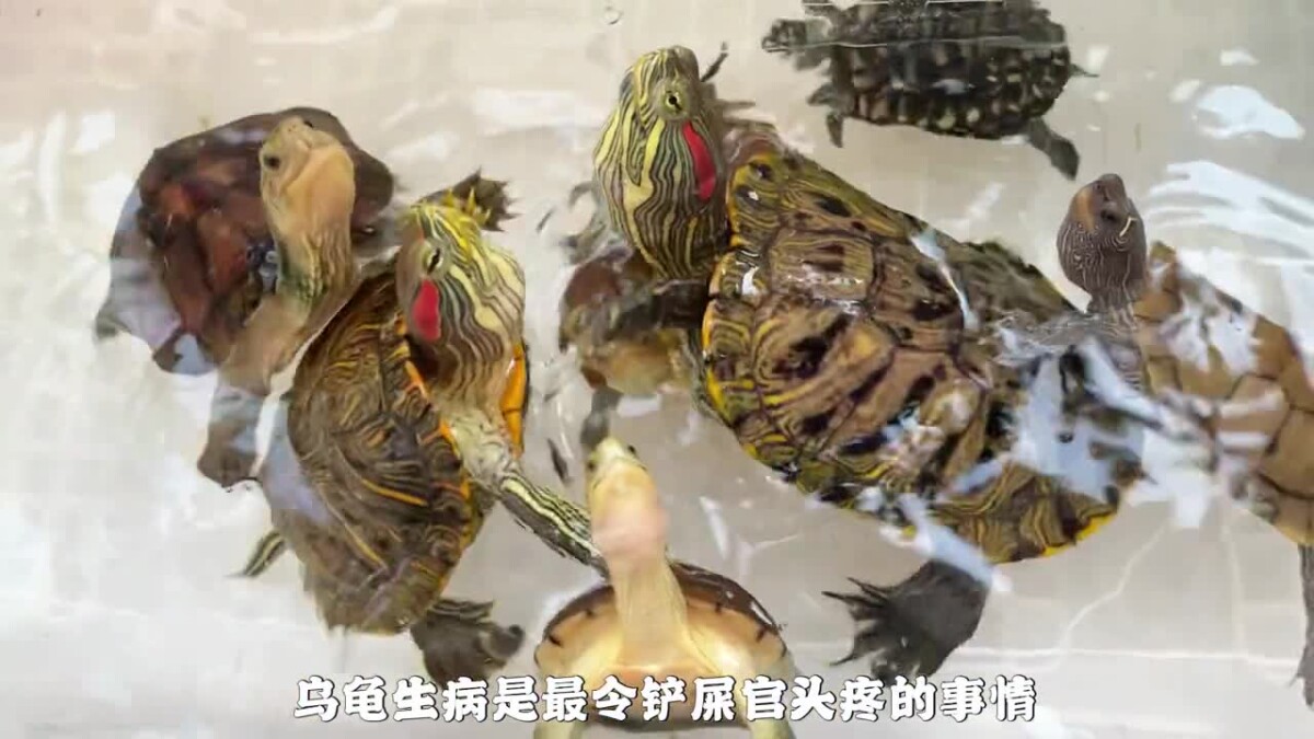 乌龟生病如何喂药？保姆级教程来了！