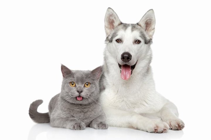 兰波格犬：优雅与热情的完美结合