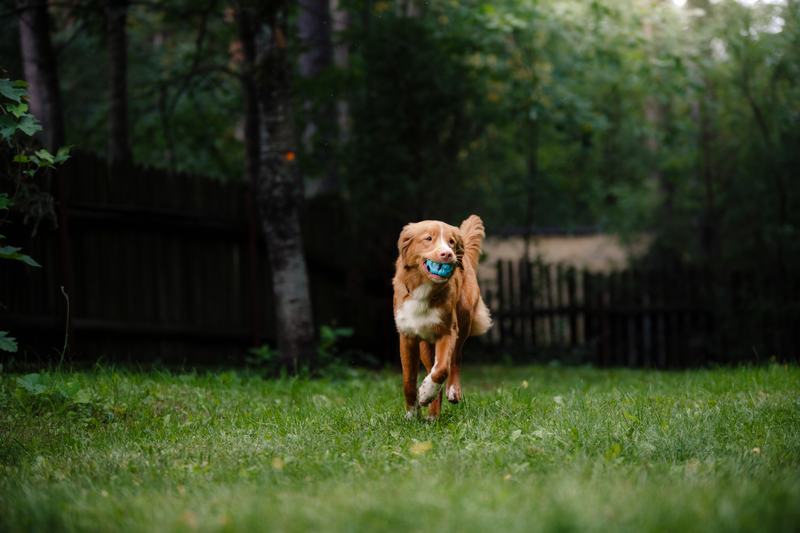 兰波格犬:优雅与热情的完美结合