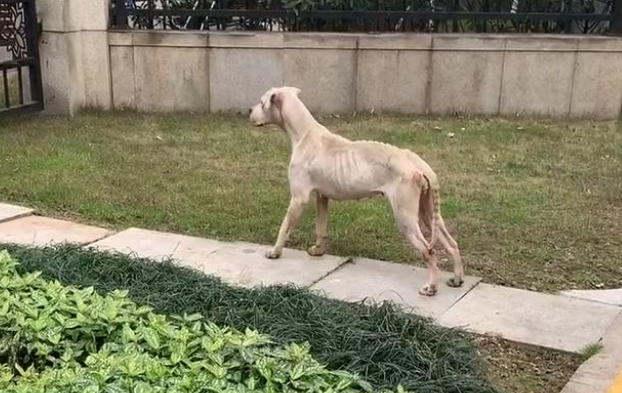 身患肿瘤的流浪狗，瘦成皮包骨，检查后发现，肚子里竟全是碎骨