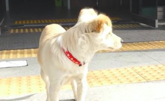 狗狗以便给老奶奶划算，自身外出凭本领吃饱了饭，也太听话了！
