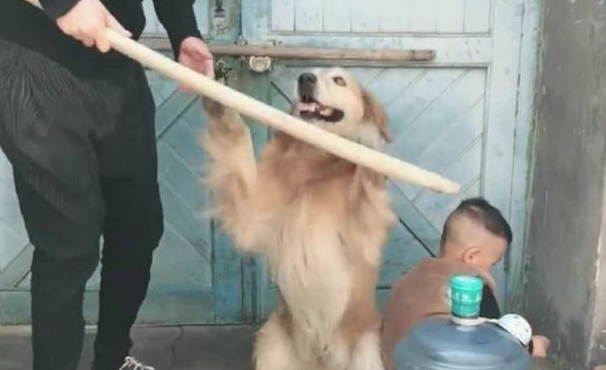 小孩犯错误父亲拿着木棍要打小孩，狗子：亲生父母的，别打过！