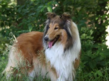 丛林大型牧羊犬图片