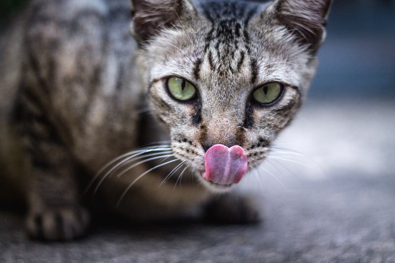 巴西短毛猫品种介绍