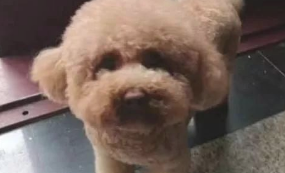 送泰迪犬给爸妈相伴，大半年后碰面愣住，我想问一下这颗球到底是谁？