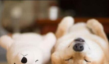 长毛犬要如何过夏季？不必剃光！只需做好这3点，凉爽一夏天！