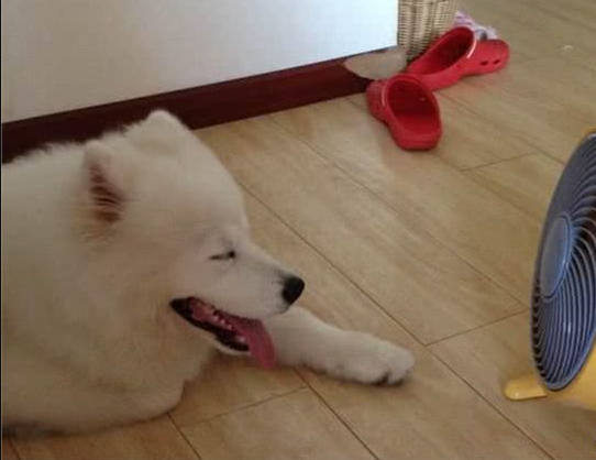 长毛犬要如何过夏季？不必剃光！只需做好这3点，凉爽一夏天！