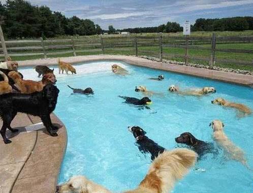 长毛犬要如何过夏季？不必剃光！只需做好这3点，凉爽一夏天！