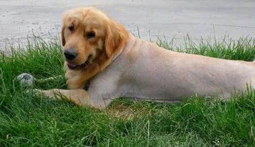 长毛犬要如何过夏季？不必剃光！只需做好这3点，凉爽一夏天！