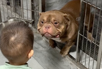 看起来凶猛的恶霸犬，对孩子却非常温柔，都望眼欲穿了：快摸我！