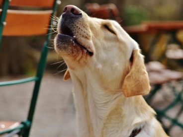 大拉布拉多猎犬图片