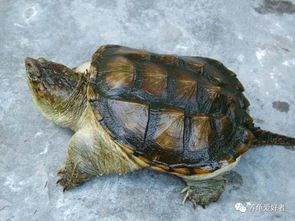 鳄龟品种概述
