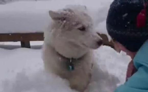 哈士奇把主人堆的雪人弄没了，于是主人一生气把二哈堆成了雪狗