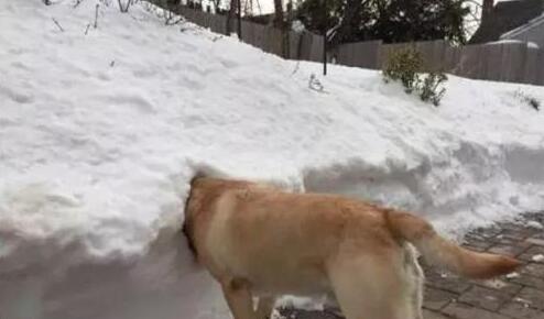 下班回家，看到柴犬坐在电暖器前，销魂姿势让主人笑的胃疼