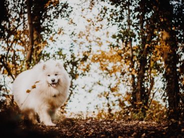 白色萨摩耶犬图片