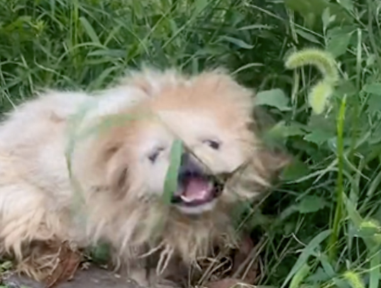 京巴犬的求生之路，用两条腿爬行啃食路边草，遇上好心人终被救！
