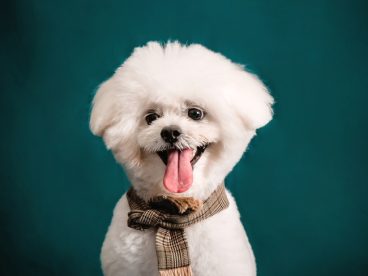 可爱白色比熊犬萌狗狗图片