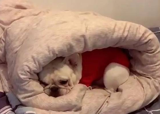斗牛犬缩进被窝不出来，外面冷