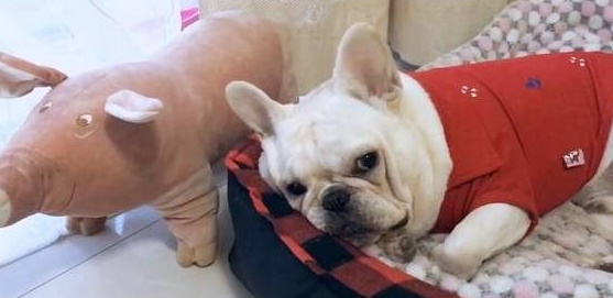 斗牛犬缩进被窝不出来，外面冷