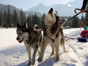 雪橇犬拉雪橇图片