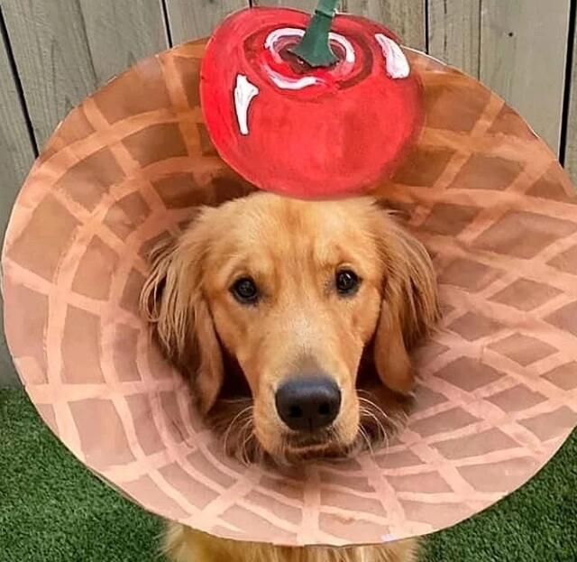 金毛犬绝育后要戴两周“耻辱圈”,主人灵机一动,耻辱变时尚