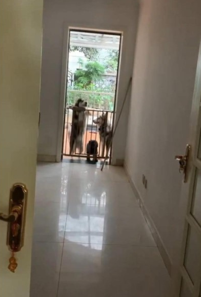 男子下班回家，一开门发觉哈士奇领着狗在蹦迪，男子：后悔莫及养二哈