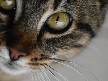 虎斑猫眼睛特写图片