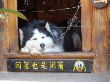 哈士奇搞笑图片
