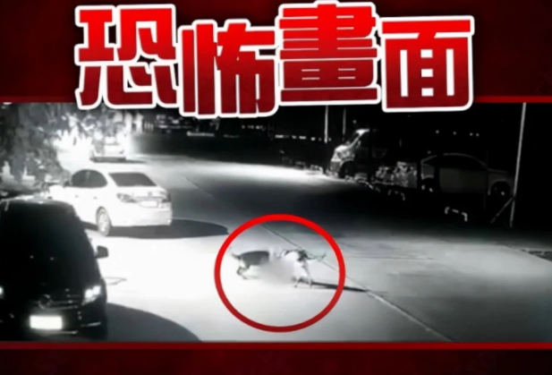 恶狗攻击男童致重伤：狗弱点在哪？被恶狗攻击时应该怎么办？