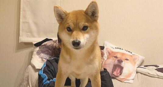 柴犬有意立在巴哥犬的上边，还一臀部坐着它的身上