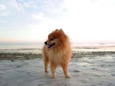 迷你博美犬图片