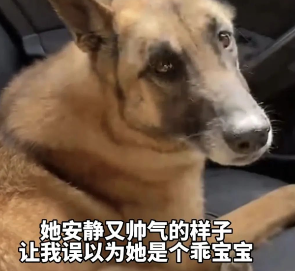 退役搜救犬偷吃7斤狗粮,网友:建议再去警犬基地确认一下是退役还是开除!