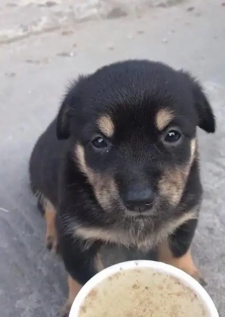 小狗被咬图 | 可怜小狗被疯狂“咬伤”，而背后原因让人鼻酸……