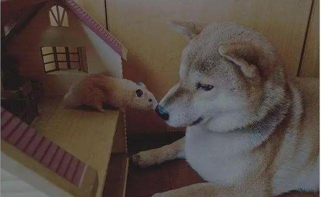 柴犬和猫咪总是蹲在一起看电视,像是两个久违的小伙伴