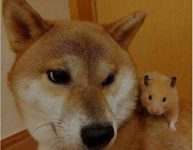 柴犬和猫咪总是蹲在一起看电视,像是两个久违的小伙伴