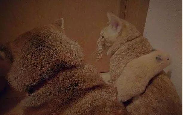 柴犬和猫咪总是蹲在一起看电视,像是两个久违的小伙伴